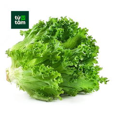 Xà Lách Crispy Thuỷ Canh | 200g