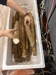 Củ mài tươi (hoài sơn) kg