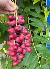 Chà là mật quả rời 500g