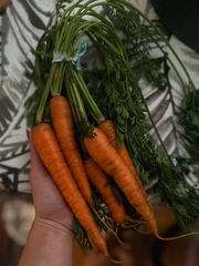 Cà rốt cam hữu cơ (kg)