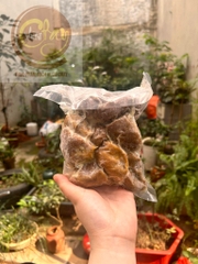 Nấm hầu thủ PHÚ QUÝ chế biến sẵn 500g