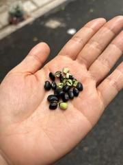 Đậu đen dân tộc 500g