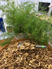 Óc chó nhân Đắc Lăk 500g