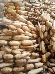 Củ sen Hương tươi