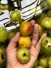 Giấm táo Sơn Tra nhà ủ 1lit