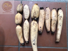 Củ sen Hương tươi