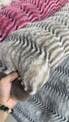 Chăn Hồ Ly Siêu Mềm 6kg – Ấm Áp Sang Trọng Cho Mùa Đông