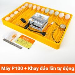Máy ấp trứng gà Ánh Dương P100 chính hãng mới nhất 2025