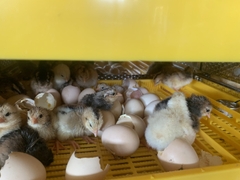 Máy ấp trứng Ánh Dương E100 chính hãng