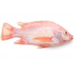 (286) 600g Cá Diêu Hồng 1 Con (600-700g)