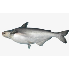 (288) Cá Hú Sống 1 Con (1-1.2kg)