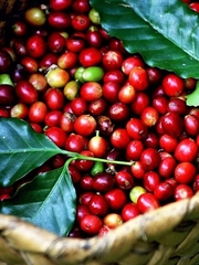 Cà phê Thiên Thanh Buôn Ma Thuộc 500g