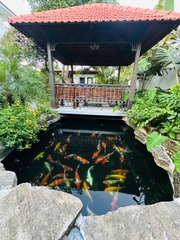 HANOI- SUPER VILLA SÔNG HỒNG 4br| 하노이 홍강 프리미엄 럭셔리 4베드룸 풀빌라