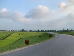 HANOI- SUPER VILLA SÔNG HỒNG 4br| 하노이 홍강 프리미엄 럭셔리 4베드룸 풀빌라