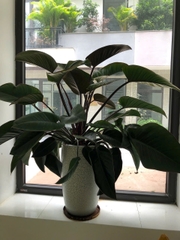 [Flamingo 5Br] GARDEN VILLA SVF 9.3 럭셔리 풀빌라 5베드룸 300m2