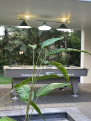 [MF2.6 MF2.7 MF2.8 Flamingo] 3베드룸 CHARM VIP– 플라밍고 다이라이