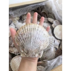 Sò Điệp Nhật Nguyên Con - 1kg