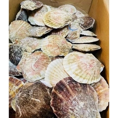 Sò Điệp Nhật Nguyên Con - 1kg