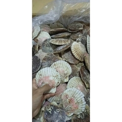 Sò Điệp Nhật Nguyên Con - 1kg