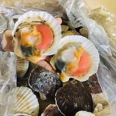 Sò Điệp Nhật Nguyên Con - 1kg