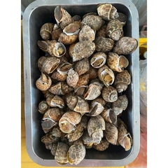 Ốc Hương Quế Hàng Chất Lượng Size 30-50 con - 1kg