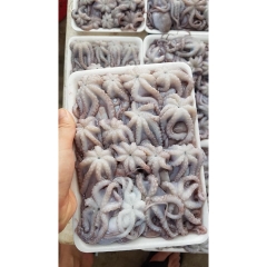 Bạch tuộc sữa baby - 1kg