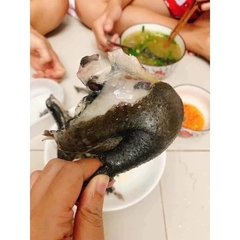 GÀ ÁC 1 con (500g-800g con có trứng con không có trứng)