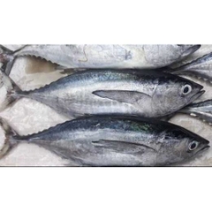 Cá Ngừ Nguyên Con làm sạch Cắt Khoanh Tươi Ngon - 1kg