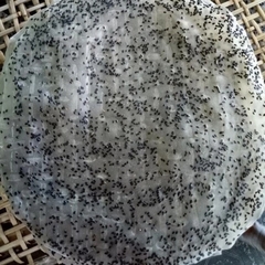 Bánh tráng nướng mè đen tây ninh 10 cái
