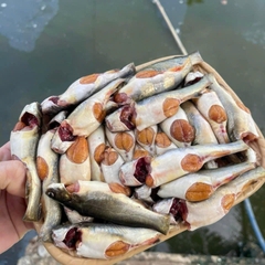 CÁ CHỐT TRỨNG TƯƠI CẤP ĐÔNG hộp 500g