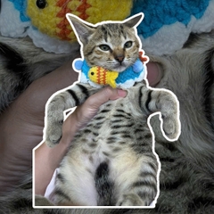 Yếm cho thú cưng vòng cổ móc len dành cho chó mèo