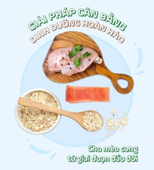 Thức ăn cho mèo con