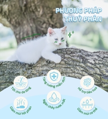 Thức ăn cho mèo con