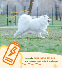 Gà sấy phô mai