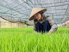 Bột nước ép Cỏ lúa mì Sungrass - Hộp 15 gói
