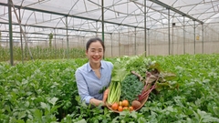 Bột nước ép Cần tây Sungrass - Hộp 15 gói