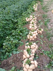 Củ Đậu (Củ Sắn) Hạt Giống 500gr - Dễ Trồng