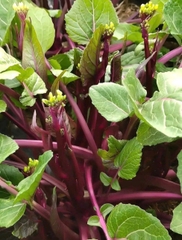 Hạt giống rau Cải ngồng ngọt đỏ (tím) thu hoạch lâu nhiều lần gói 5gr