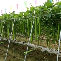 Hạt giống bầu sao trái dài năng suất cao