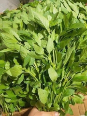 hạt giống lá é chất lượng Phú Yên gói 1kg