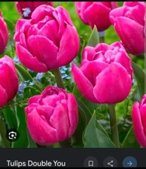 Củ Giống Hoa Tulip Đẹp màu hồng