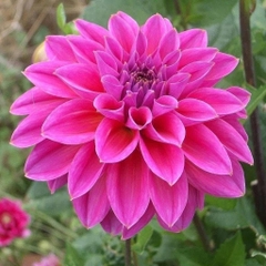 Hạt giống hoa Thược Dược nhiều màu 100 hạt