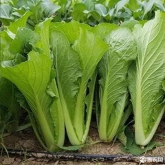 COMBO HẠT GIỐNG 10 LOẠI RAU CẢI – HẠT GIỐNG RAU SẠCH TRỒNG TẠI NHÀ TỶ LỆ NẢY MẦM CAO DỄ TRỒNG THU HOẠCH NHANH