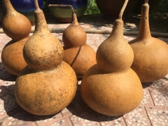 Hạt Giống Bầu Hồ Lô Vừa Đẹp