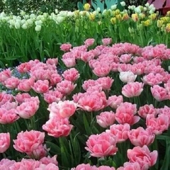 Củ Giống Hoa Tulip Đẹp màu hồng
