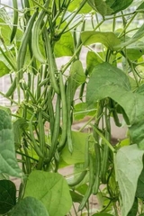 Hạt giống đậu cove leo tứ quý  quả dày hạt nâu gói 50gr