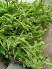 COMBO HẠT GIỐNG 8 LOẠI BẦU – BÍ – MƯỚP DỄ TRỒNG TỶ LỆ NẢY MẦM CAO – SIÊU SAI TRÁI – DỄ CHĂM SÓC