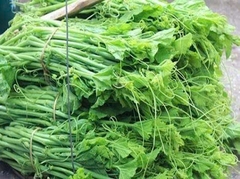 Hạt giống bí siêu ngọn chất lượng cao