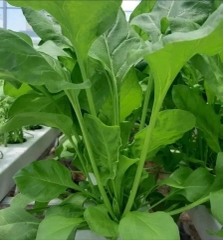 COMBO HẠT GIỐNG 10 LOẠI RAU CẢI – HẠT GIỐNG RAU SẠCH TRỒNG TẠI NHÀ TỶ LỆ NẢY MẦM CAO DỄ TRỒNG THU HOẠCH NHANH