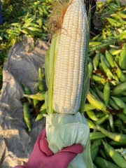 Hạt giống Ngô, bắp  Nếp Lai HN 90 Mới Dẻo Ngọt Bông To gói 500gr